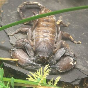 Hadogenus troglodytus