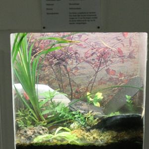 Scorpion sign and enclosure