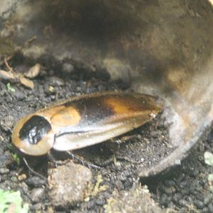 Death's head cockroaches