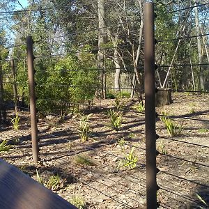 Forest the okapi's exhibit