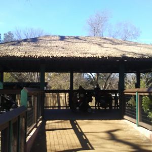 Okapi viewing deck