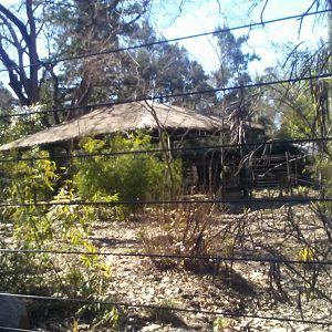 Forest the okapi's exhibit