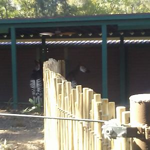 Mo and Forest the okapis