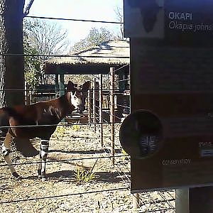 Mo the okapi