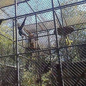 White-handed gibbons