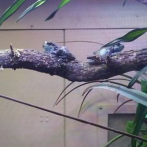Amazon milk frog