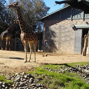Giraffes
