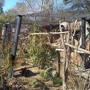 Mongoose lemur exhibit