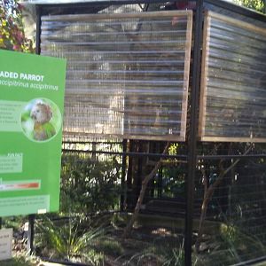 Bert the hawk-headed parrot's exhibit