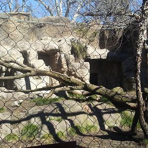 Snow leopard exhibit