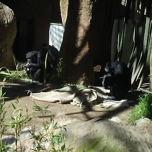 Common chimpanzees