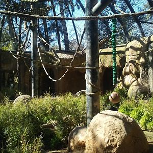 Common chimpanzee exhibit