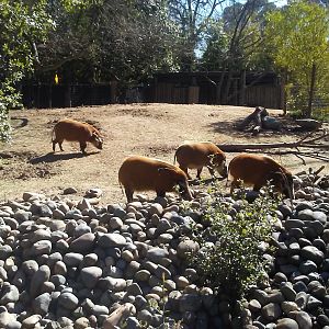 Red river hogs