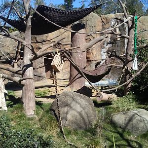 Sumatran orangutan exhibit