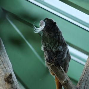 Emperor Tamarin