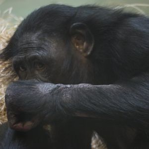 Bonobo