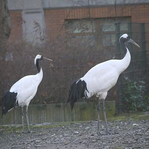 Japanese Crane