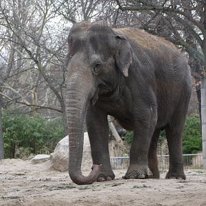 Asian Elephant