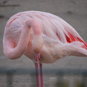 Greater Flamingo