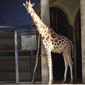 Rothschild's Giraffe