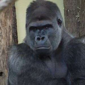 Western Gorilla