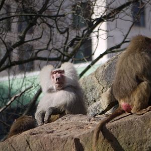 Hamadryas Baboon