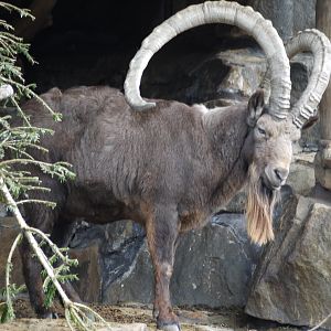 Siberian Ibex
