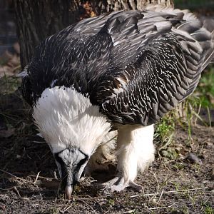 Bearded Vulture