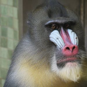 Mandrill