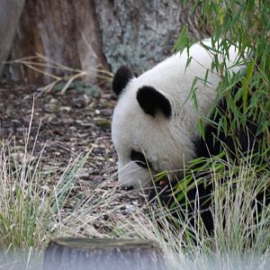 Giant Panda