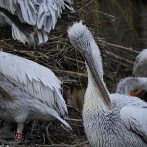 Dalmatian Pelican