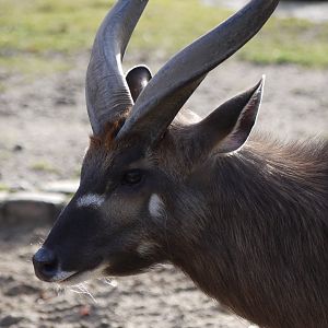 Sitatunga