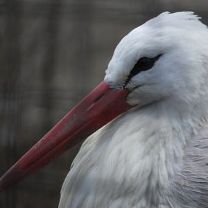 White Stork