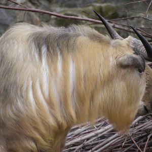Golden Takin