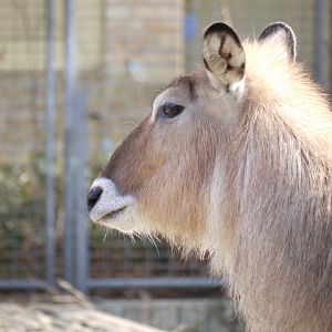 Defassa Waterbuck