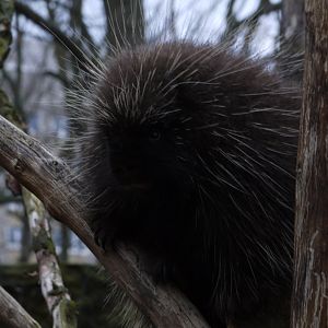 North American Porcupine