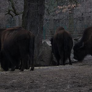 American Bison