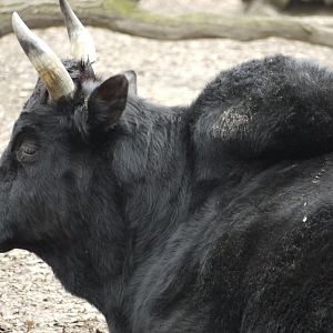 Zebu Cattle