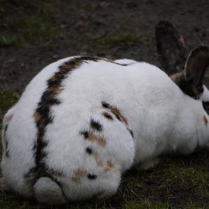 Domestic Rabbit