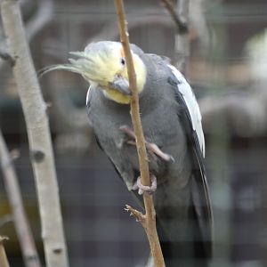 Cockatiel
