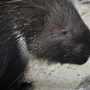 Cape Porcupine