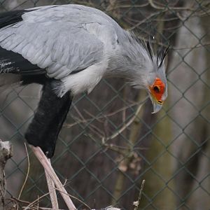 Secretary Bird