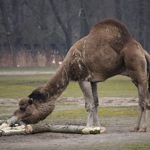 Dromedary Camel