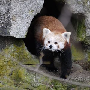 Red Panda