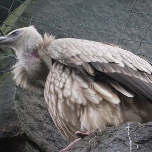 Griffon Vulture