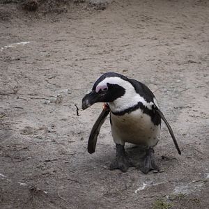 African Penguin