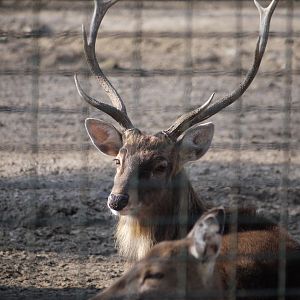 Sambar Deer