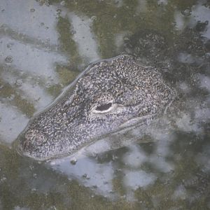 Chinese Alligator
