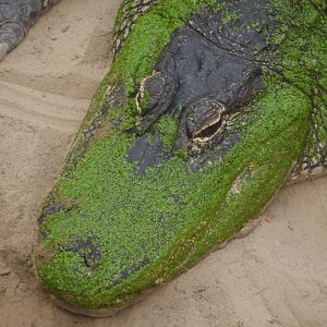 American Alligator