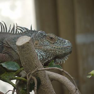 Green Iguana